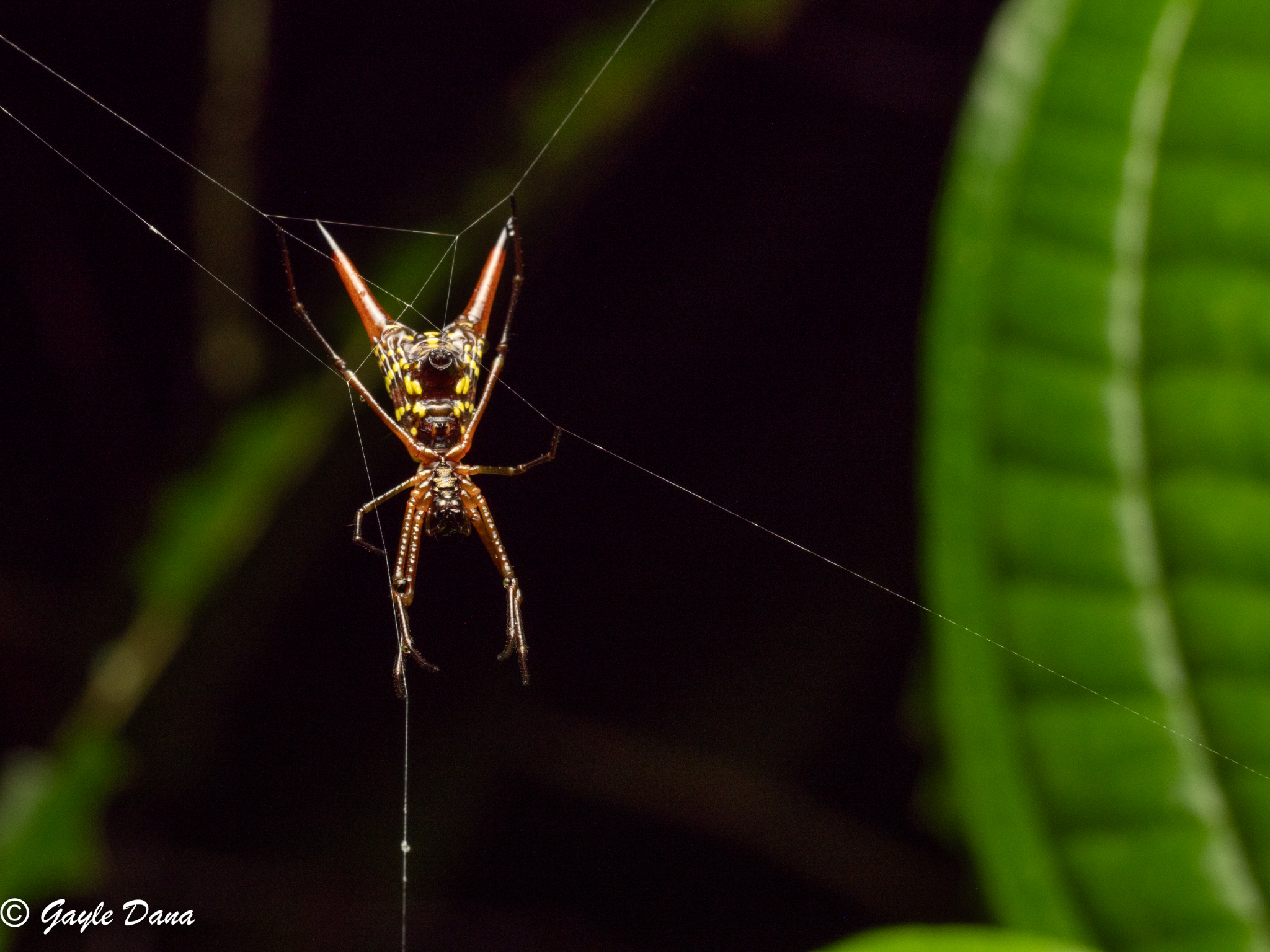 Arrow shaped Micrathena (spider)